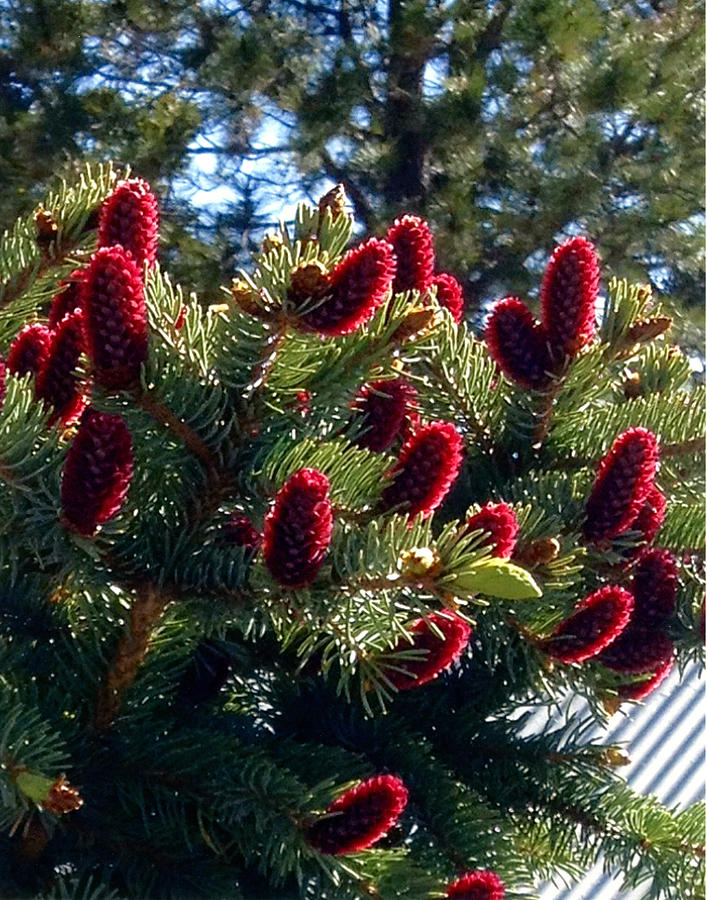 Christmas Pine Cones Photograph by Bill Hyde