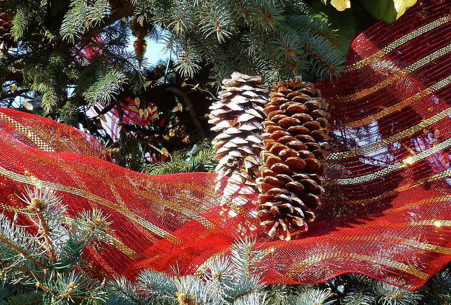 Christmas Pine Cones Photograph