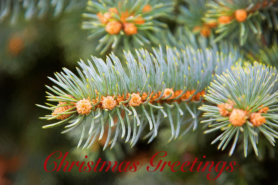 Christmas Pine Greetings Photograph by Sharon McConnell