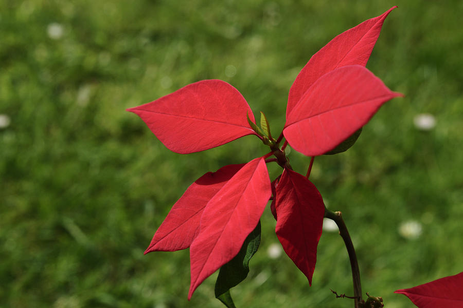 Christmas Poinsettia Photograph by Adrian Wale