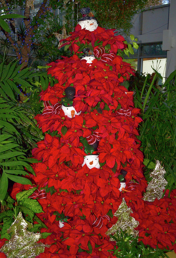 Christmas Poinsettia Display 002 Photograph by George Bostian