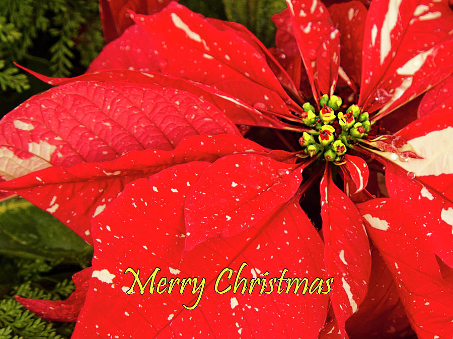 Christmas Photograph - Christmas Poinsettia by Phyllis Taylor