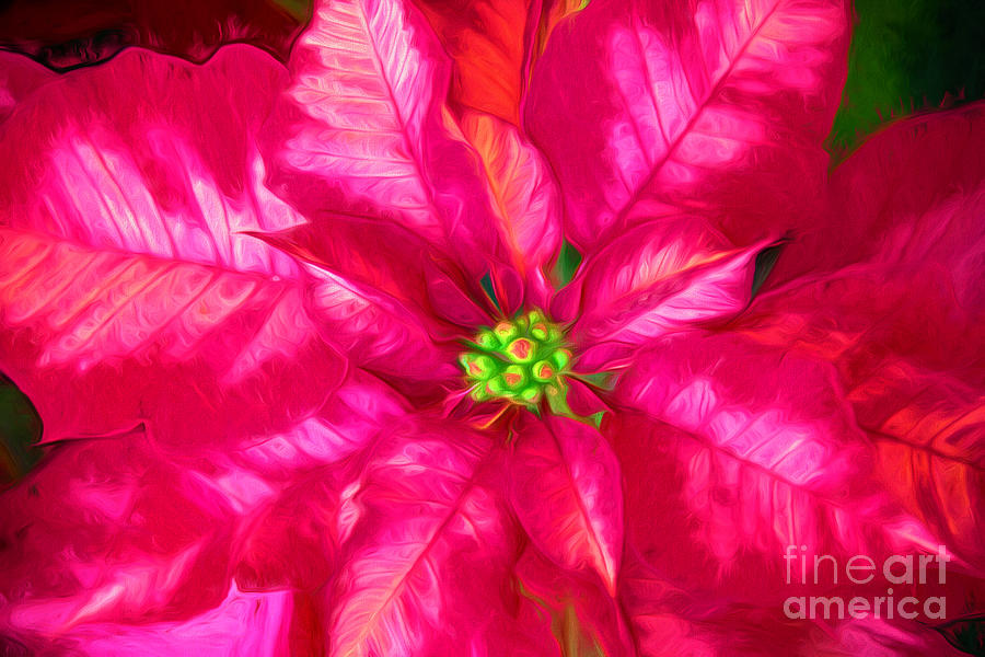 Christmas Poinsettia Photograph by Sharon McConnell