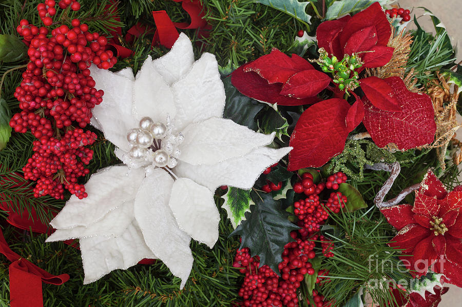 Christmas Poinsettias And Berries Photograph by Diane Macdonald