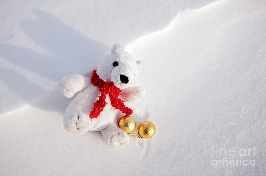 Christmas Polar Bear in Snow Photograph by Charline Xia