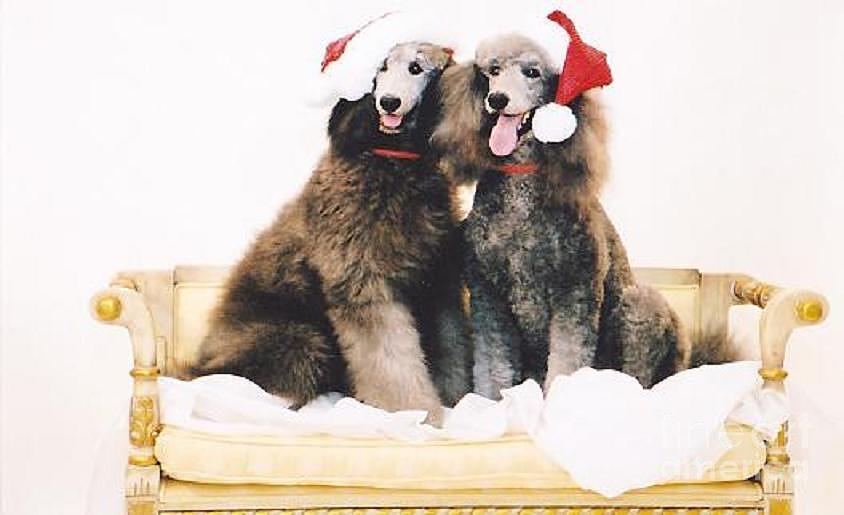 Christmas poodles Photograph by Michelle Powell