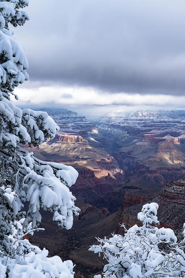 Christmas Portrait Grand Canyon Photograph by A O Tucker Fine Art America