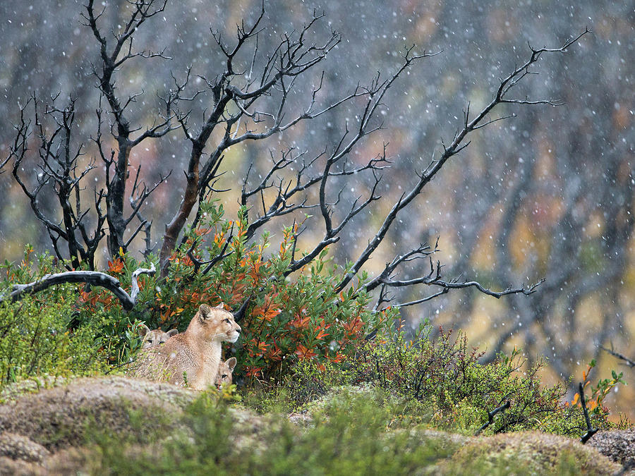 Torres Del Paine National Park Photograph - Christmas Pumas by Max Waugh