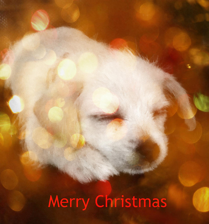 Christmas Puppy Photograph