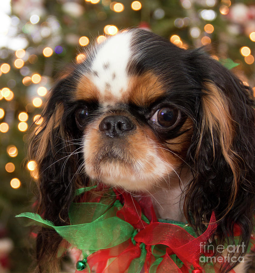 Christmas Puppy Photograph by Jeannette Hunt