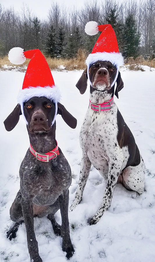 Christmas Pups Photograph by Brook Burling