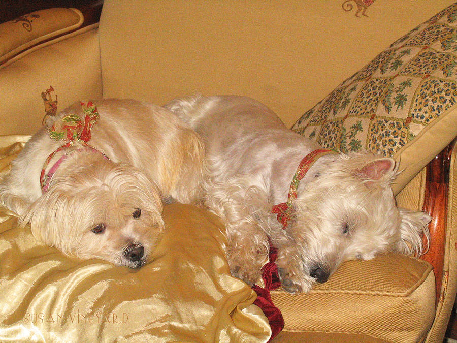 Christmas Pups Dream of Sugarplums Photograph by Susan Vineyard