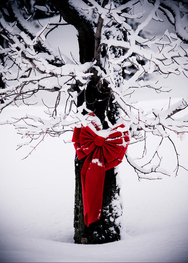 Christmas Red Bow on Tree no text Photograph by Maggie Terlecki