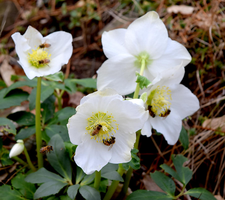 Christmas Rose Photograph by Chris Busch