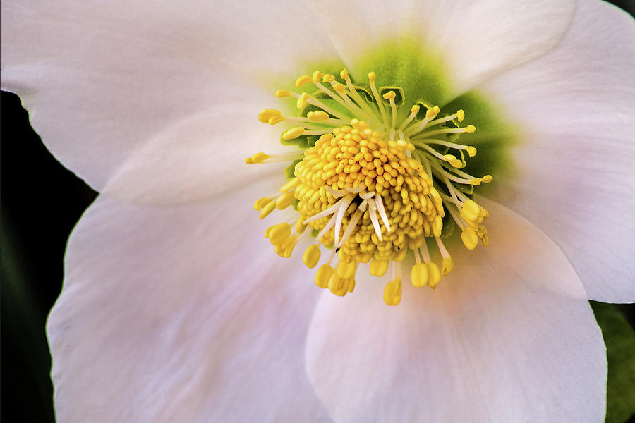 Christmas Rose Photograph by Don Johnson