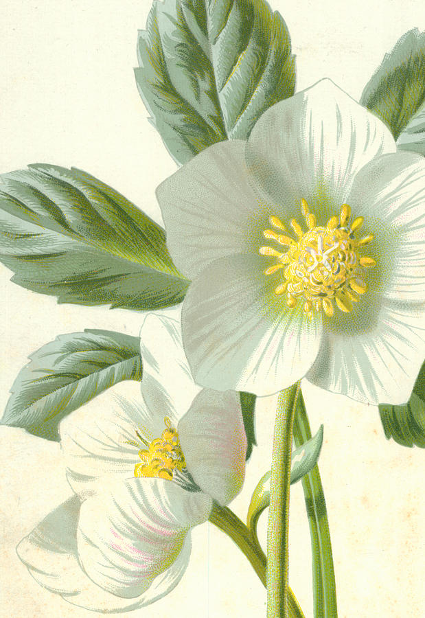 Christmas Rose Painting by Frederick Edward Hulme