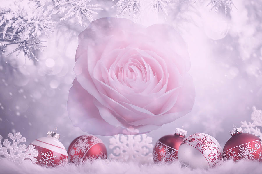 Christmas Mixed Media - Christmas Rose by Johanna Hurmerinta