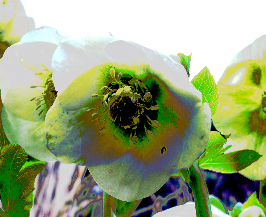 Christmas rose  Photograph by Susan Baker