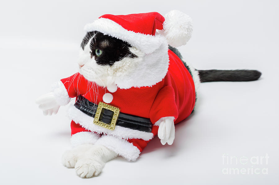 Christmas Santa Cat Photograph by Benny Marty