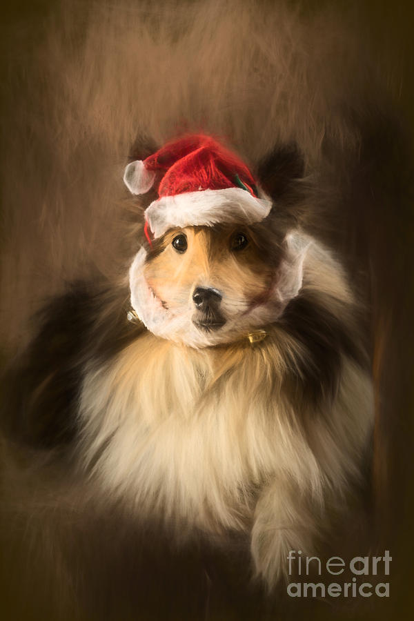 Christmas Sheltie Digital Art by Ann Garrett