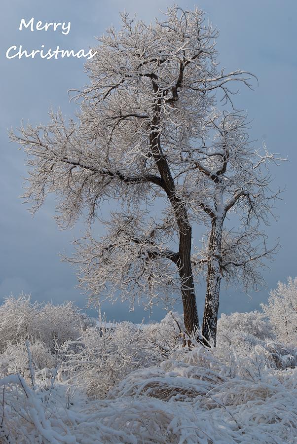 Christmas Snow and Frost Covered Tree Photograph by Cascade Colors