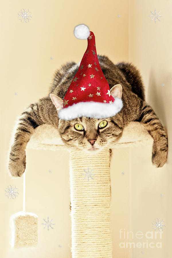 Christmas Splat Cat Photograph by Terri Waters