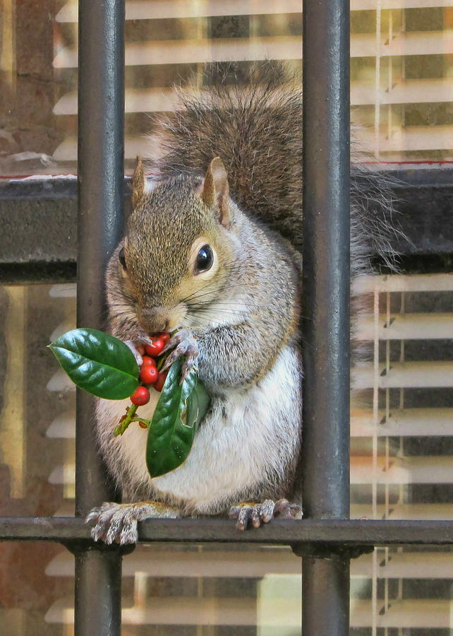 Christmas Squirrel Photograph by Vic Montgomery