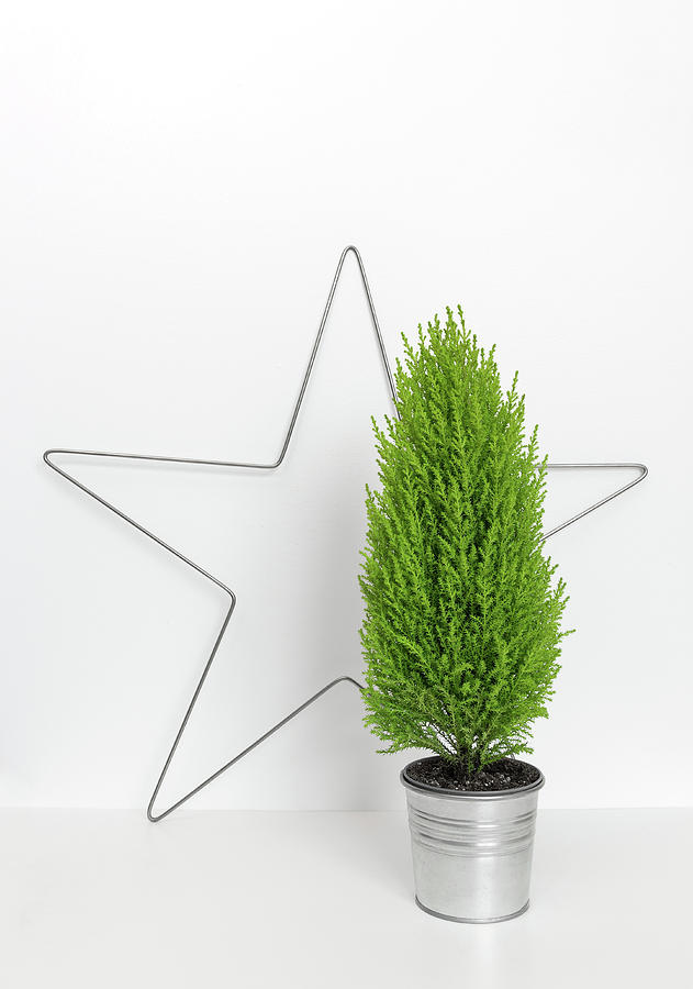 Christmas Photograph - Christmas star and little green tree by GoodMood Art