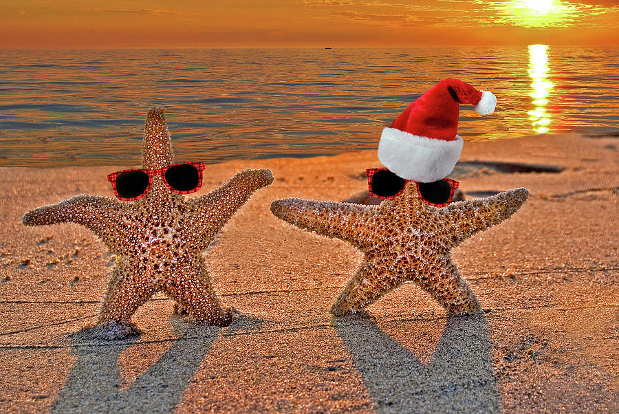 Christmas Starfish Mixed Media by Maria Dryfhout - Pixels