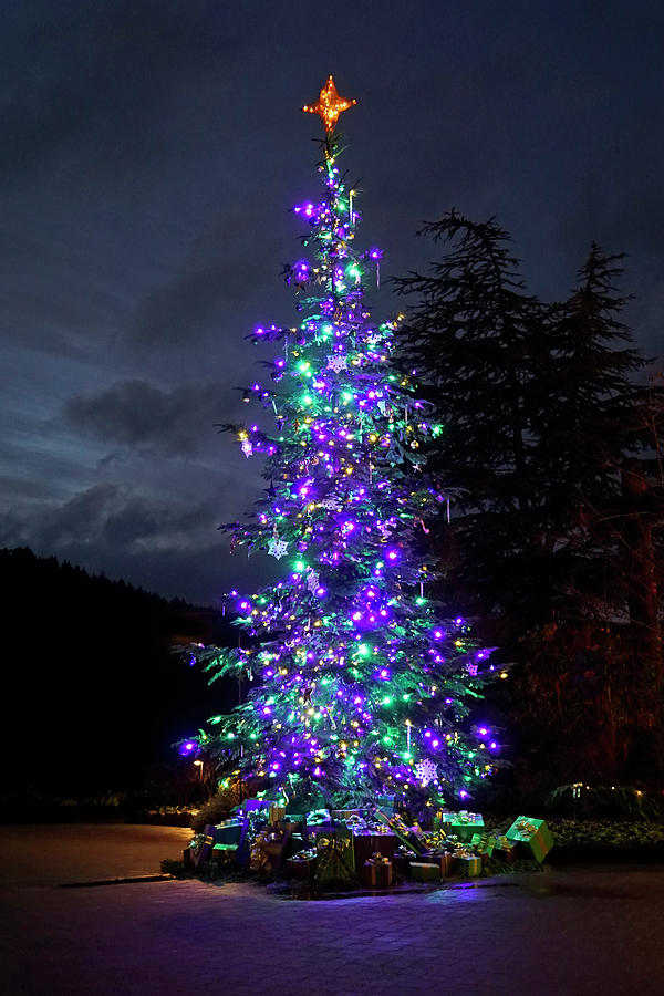 Christmas Photograph - Christmas Tree - 365 - 295 by Inge Riis McDonald