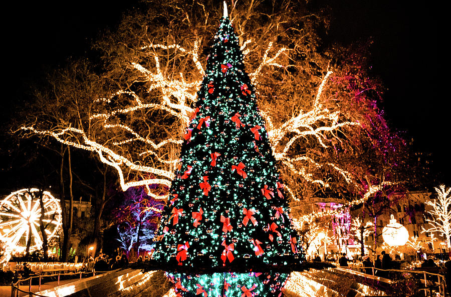 Christmas tree and lights Photograph by Nir Roitman