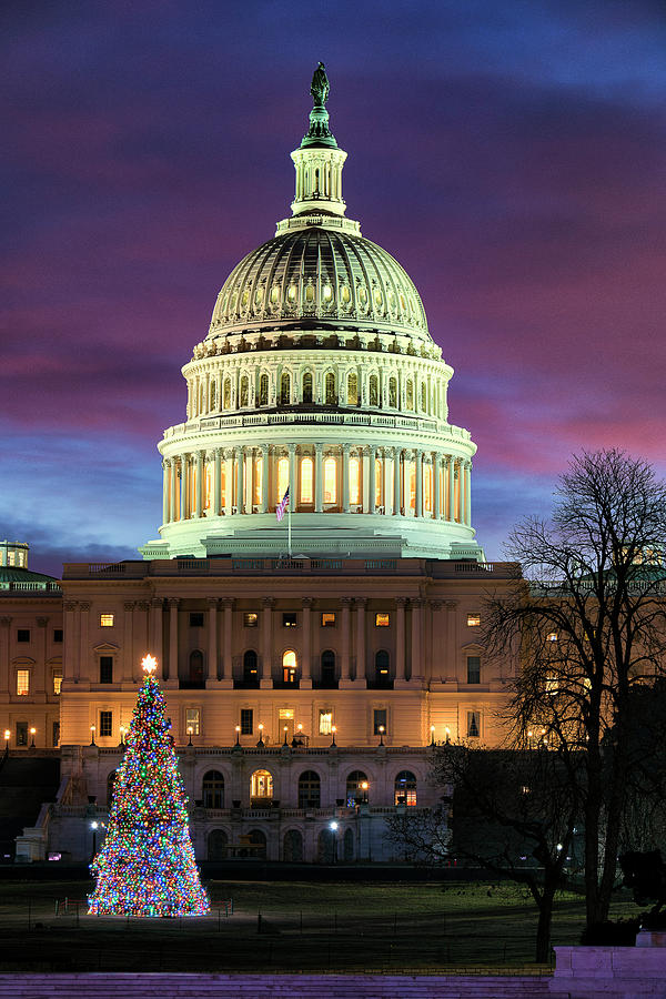 Christmas Tree at the U.S. Capitol Photograph by Dennis Kowalewski