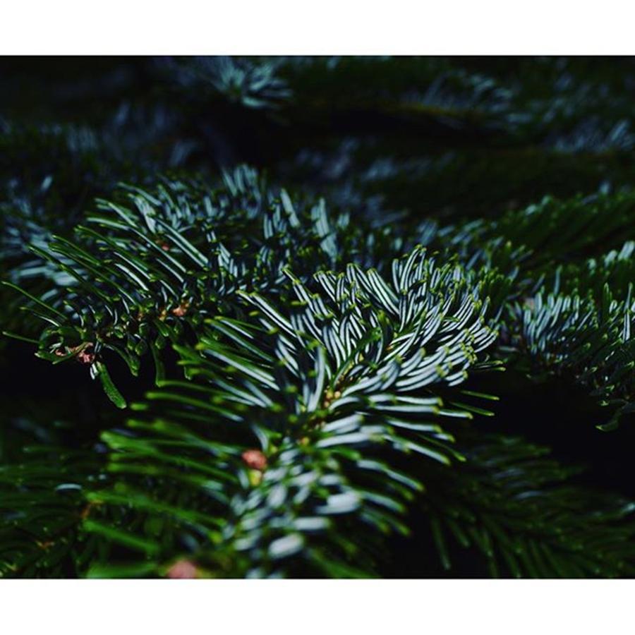 Nature Photograph - Christmas Tree Close Up #christmas by Olly Z