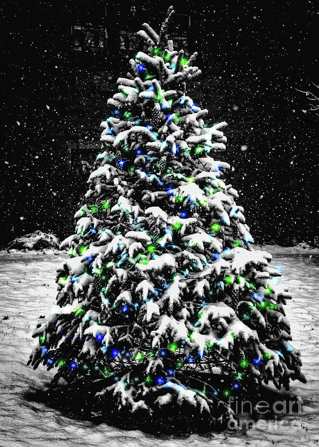 O Christmas Tree Photograph by David Rucker