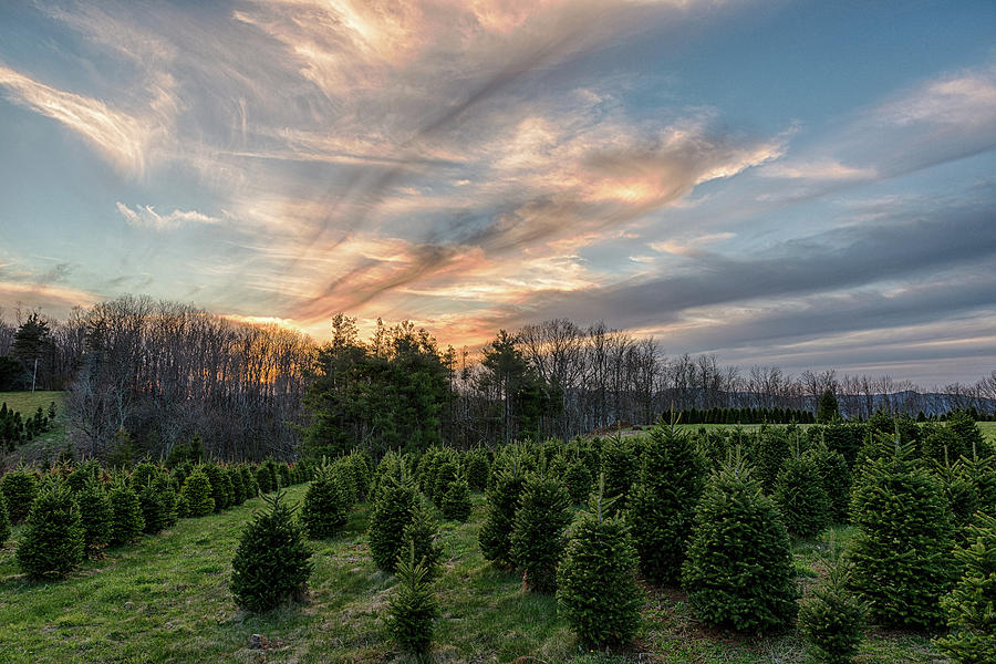 Christmas Tree Farm Sunset Photograph by Victor Culpepper