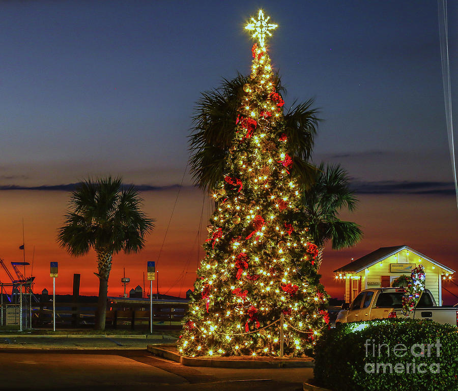 Christmas Tree Fernandina Photograph by Scott Moore Fine Art America