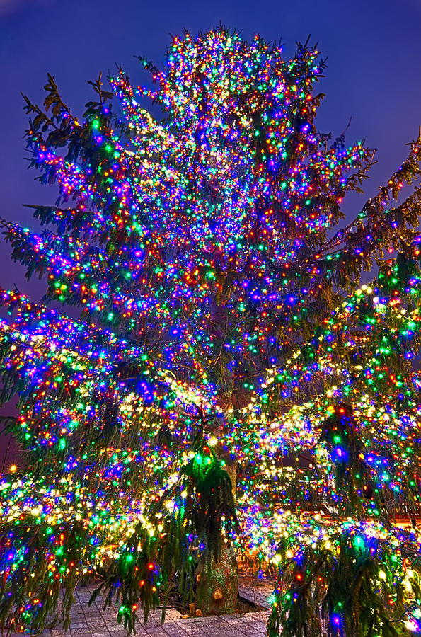 Christmas Tree Near Panther Stadium In Charlotte North Carolina Photograph by Alex Grichenko
