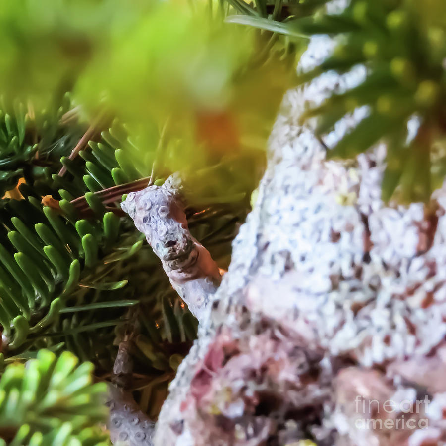 Christmas Tree Peeking Dog Face Photograph by Stephanie Forrer ...