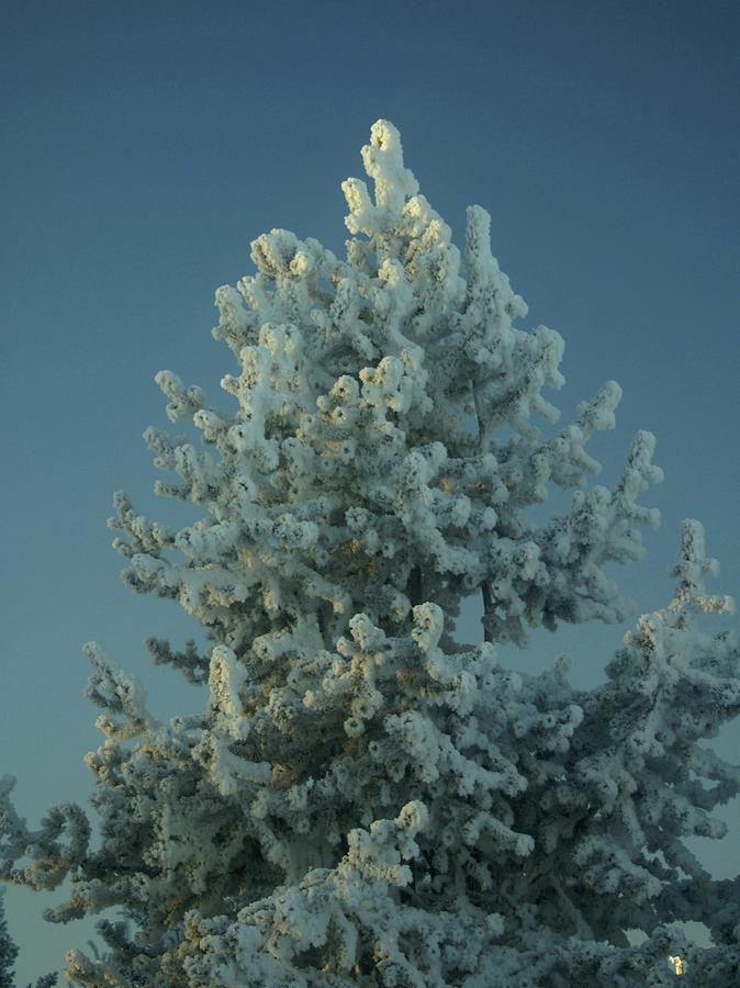 Mountain Photograph - Christmas Tree by Robert Reasner