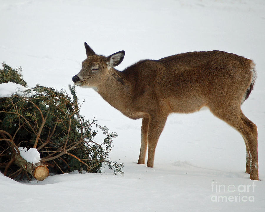 Deer Photograph - Christmas Tree Snack by Diane E Berry