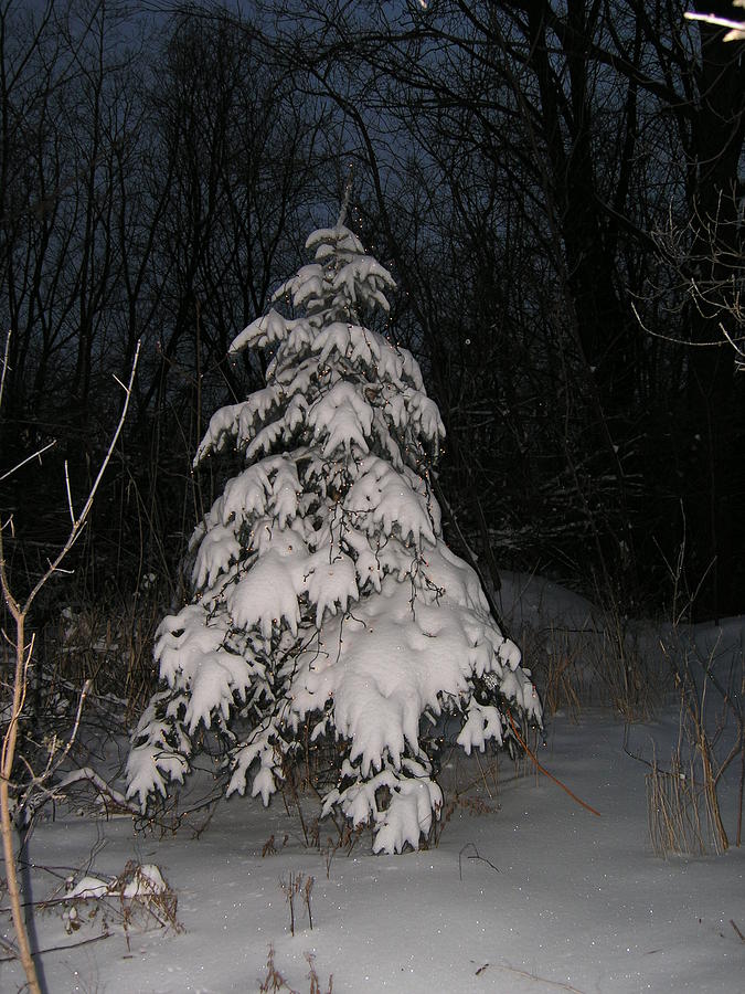 Christmas Tree snow Photograph by Randy J Heath