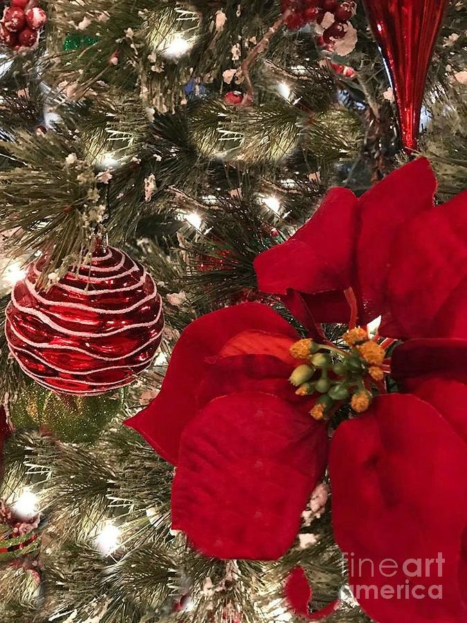 Christmas Tree Splendor Photograph by Ellen Stanton  Fine Art America