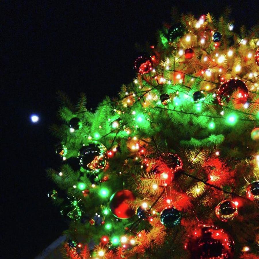 Christmas Tree With Moon Photograph by Nori Strong
