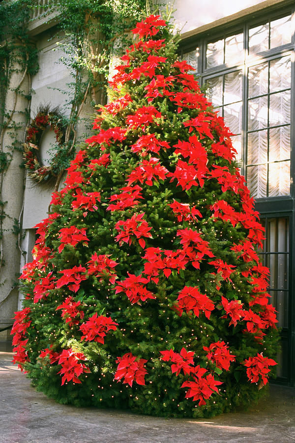 Christmas Tree With Poinsettias Photograph by Sally Weigand