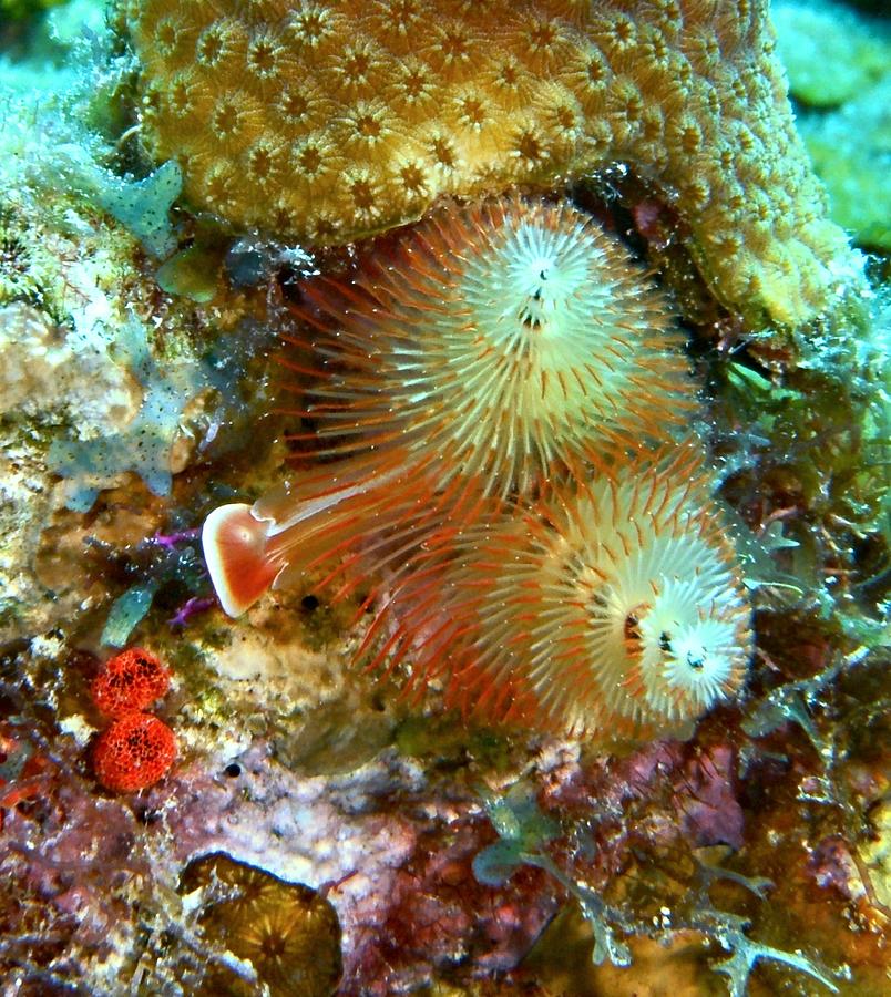 Christmas Tree Worm Photograph by Amy McDaniel