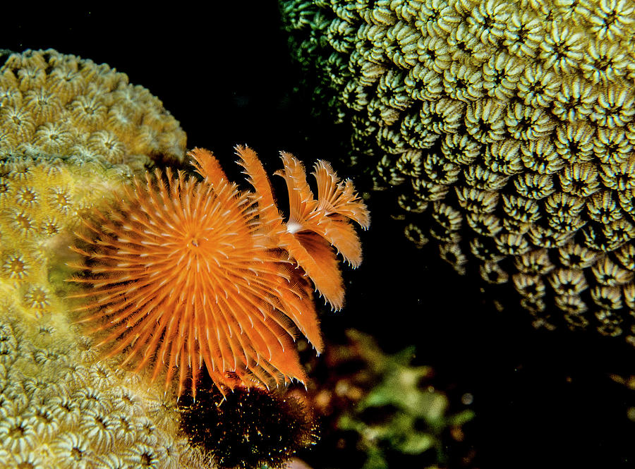 Christmas Tree Worm in the Corner Photograph by Jean Noren