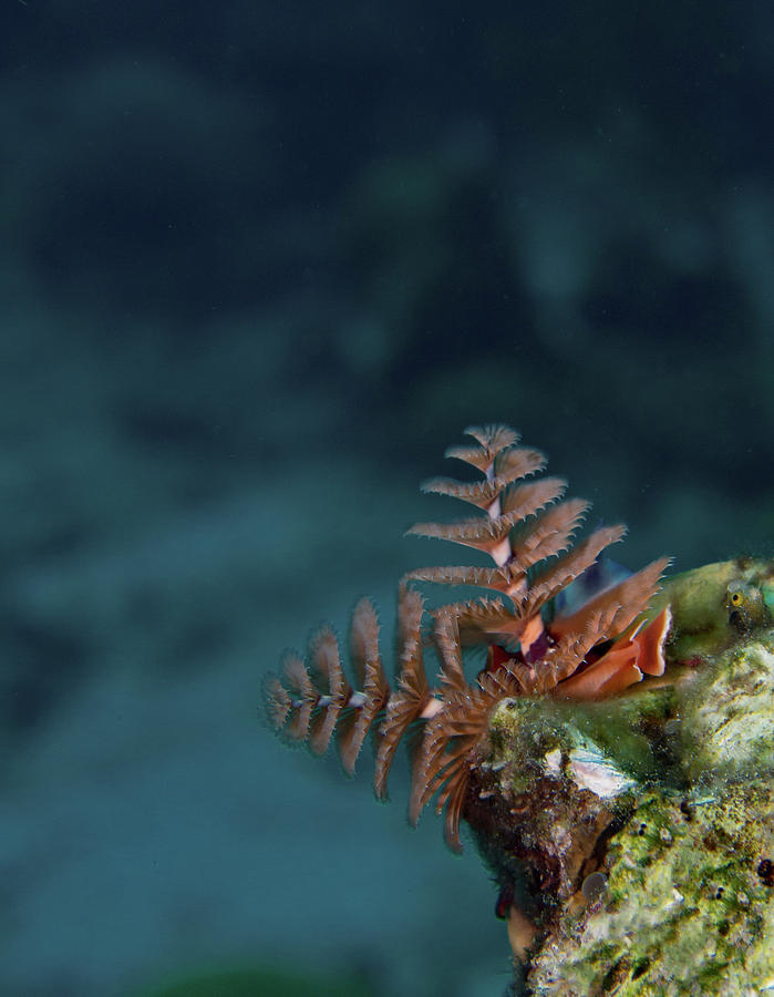 Christmas Tree Worm Lookout Photograph by Jean Noren