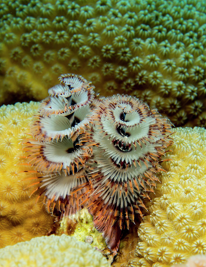 Christmas Tree Worms Photograph by Jean Noren
