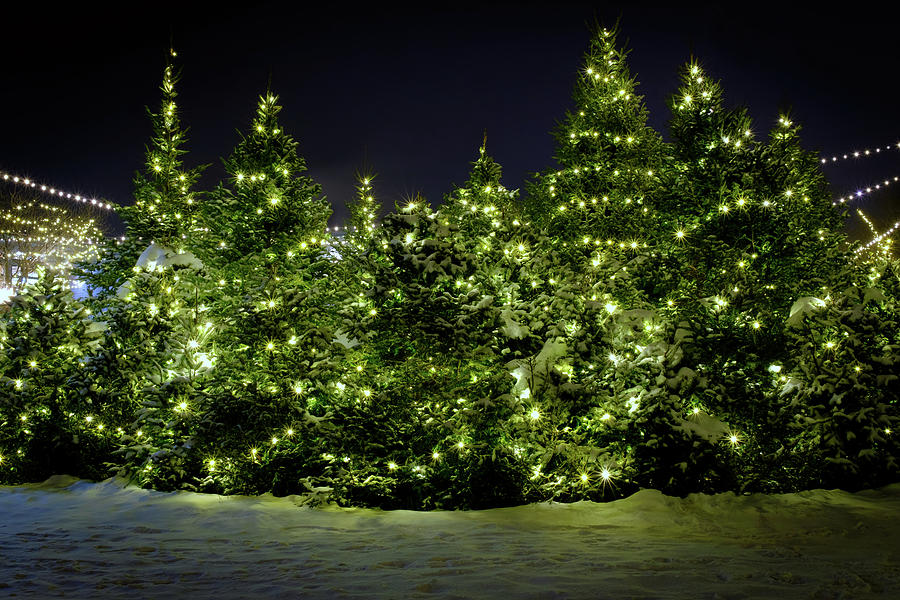 Christmas Photograph - Christmas Trees Aglow by Rick Berk