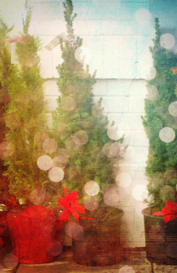 Christmas Trees For Sale Photograph